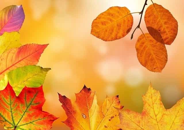 ベストシーズンは10月下旬?青森県の絶景ポイント、奥入瀬渓流の紅葉情報まとめ!