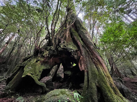 屋久島の世界遺産「縄文杉」!おすすめのトレッキングコースや見どころ・アクセス方法を紹介