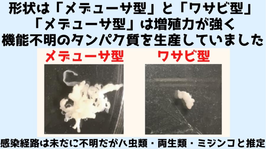 致死率ほぼ100%、皮膚から湧き出す「最凶の寄生虫」の全ゲノムを解読