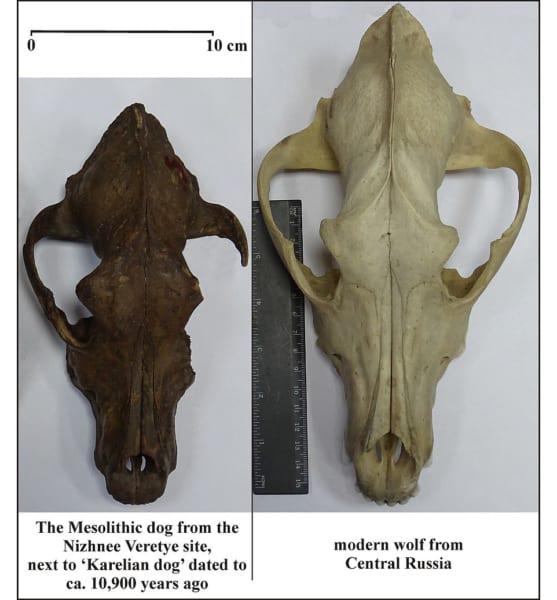 古代イヌのDNAから「元祖・5タイプの犬種」を特定!急増した犬種のルーツにせまる