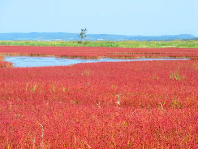 北海道の赤の絶景、能取湖 さんご草群落を見に行こう!