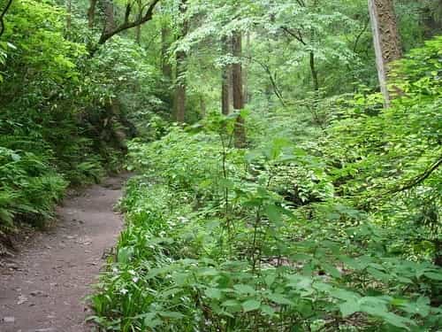 観光がてら気軽に登山も満喫。高尾山の紅葉スポットおすすめ7選、見頃もご紹介!