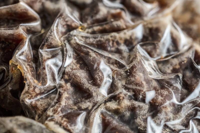 “腐らない伝説”を持つお菓子「トゥインキー」、8年放置して食べた結果「腐った銀杏のような味」
