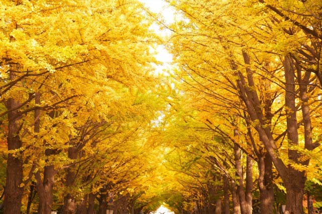 鮮やかなライトアップもあり!北海道の紅葉、ベストシーズンの予測や見頃を紹介!