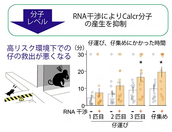 母親マウスが「子どものためにリスクを冒す」脳の神経回路が明らかに