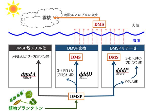 海の「磯臭さ」はどこからくるの? 原因となる細菌は海流に影響されていた