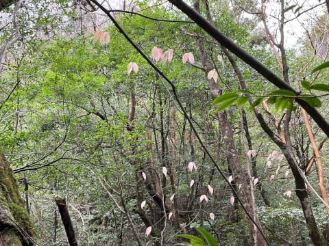 屋久島の世界遺産「縄文杉」!おすすめのトレッキングコースや見どころ・アクセス方法を紹介