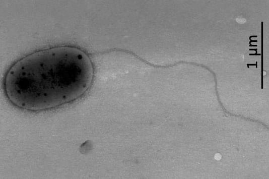 国際宇宙ステーションで「新しい細菌」が見つかる! 火星で植物を育てるのに役立つ可能性あり