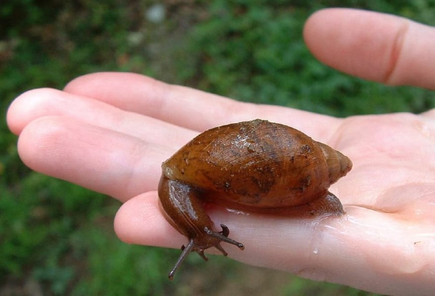 カタツムリに「世界最小のコンピュータ」を背負わせ、ナゾだった天敵回避法を解明