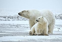ヒグマは北海道にしかいない。 北海道と本州では生息する動物がちがう理由を知っていますか?
