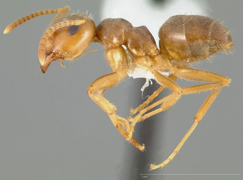 イソギンチャクはアリを食べていたことが明らかに