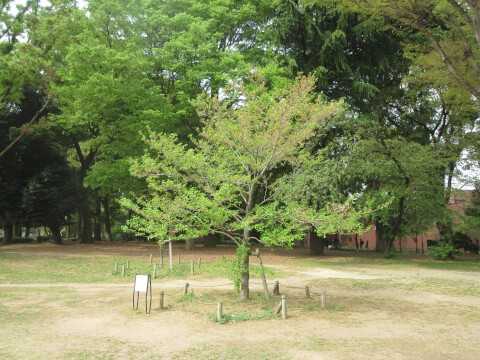 上野公園の楽しみ方を解説!自然に美術に動物園まで、上野公園の見どころを徹底網羅