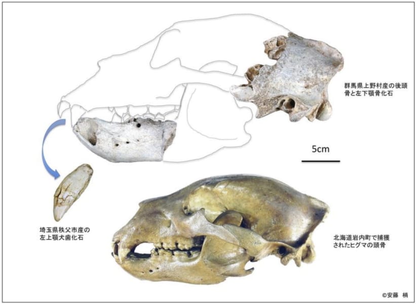 かつて本州に生息していた巨大なヒグマのルーツが明らかになる