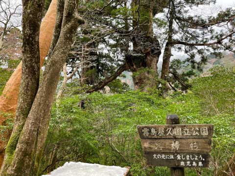 屋久島の世界遺産「縄文杉」!おすすめのトレッキングコースや見どころ・アクセス方法を紹介