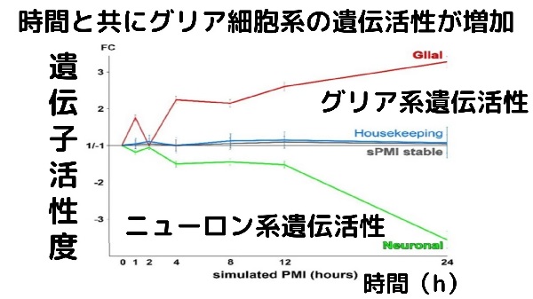 ヒトの脳内で死後も増殖する「ゾンビ細胞」を発見