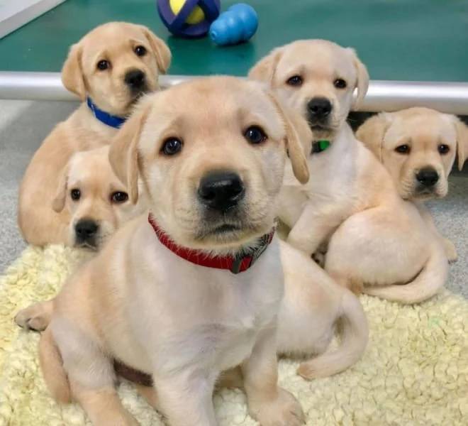 犬が持つ「人との社交スキル」は遺伝的に備わっていたと示される