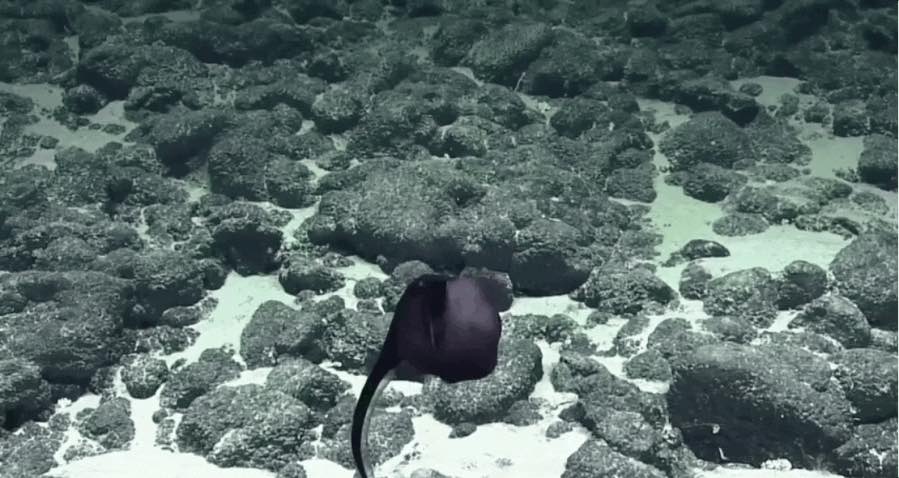 世界でもっとも口が伸びる生き物は?