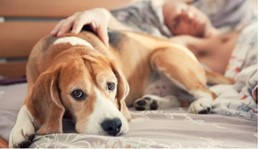 貧困層は睡眠時間を増やしても良い効果がないと明らかに