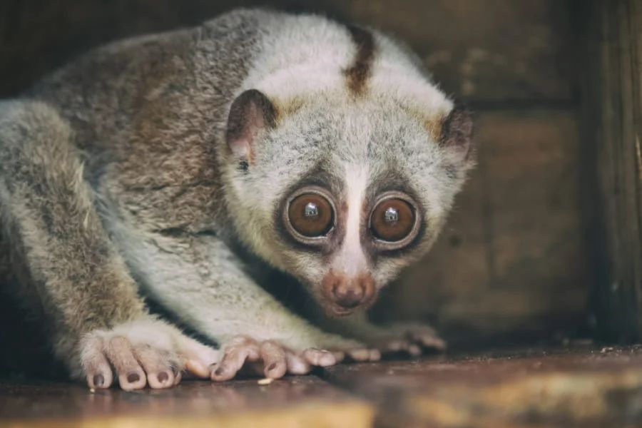 ウサギはうんちを食べ、クマノミは性別を変える!?あなたの知らない「トンデモ習性」を持つ動物10選