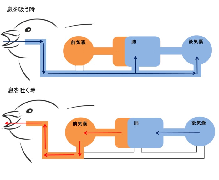 鳥はなぜ酸素の薄いエベレストを越えて飛べるの?