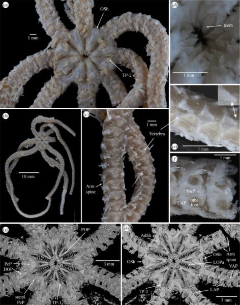 10年前の「新種ヒトデ」が約1億8000万年前の生き残りだったと判明