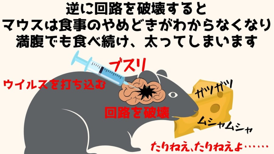 食事の「やめどき」を制御する脳の神経回路が見つかる、破壊すると太り続けると判明