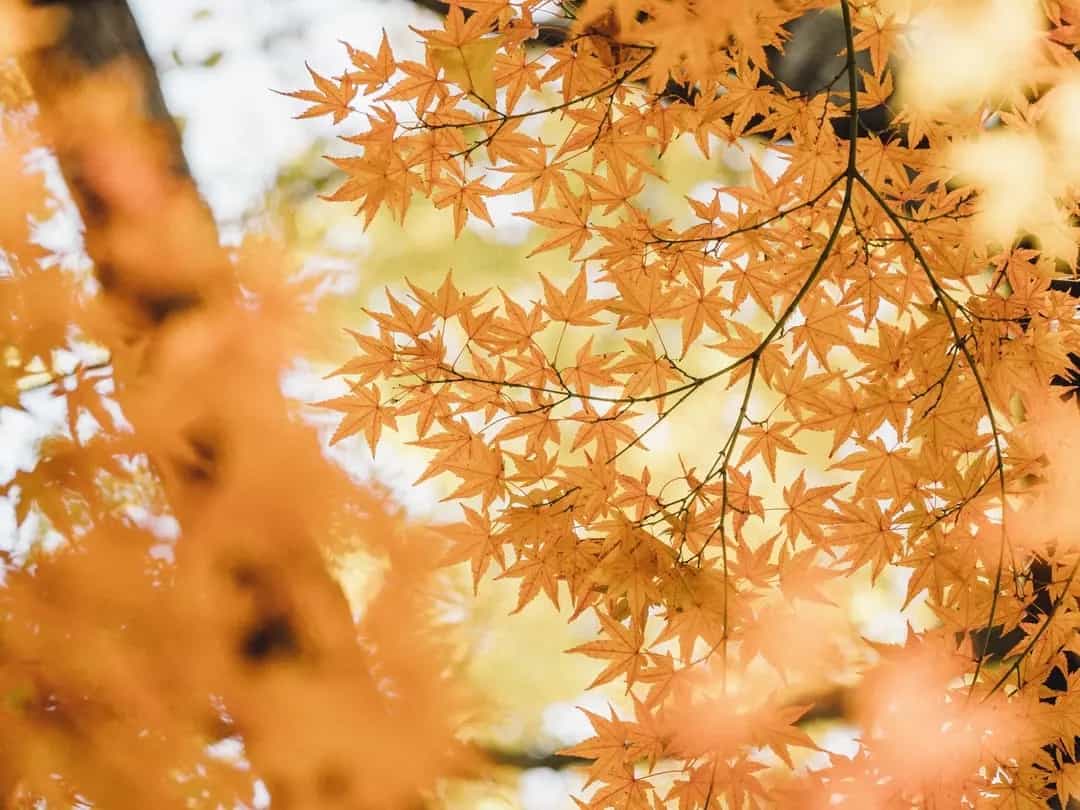 観光がてら気軽に登山も満喫。高尾山の紅葉スポットおすすめ7選、見頃もご紹介!