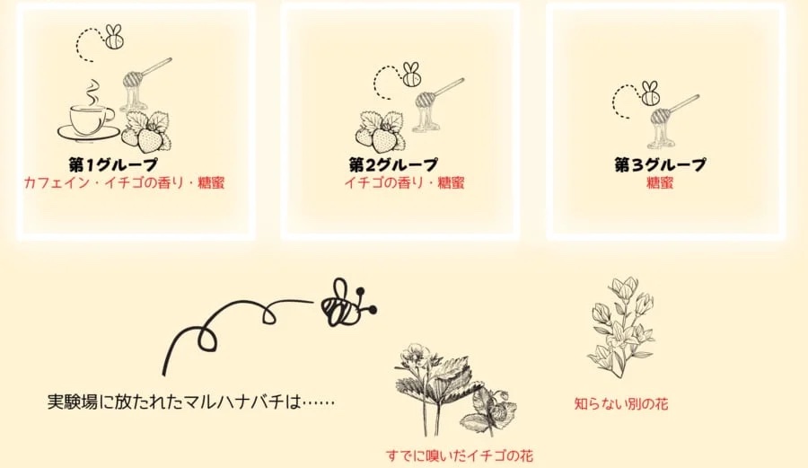 カフェインは「ハチ」の記憶力も向上すると明らかに