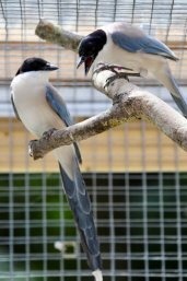 鳥類も人と同じ”思いやりの同情能力”を持って、エサを貧しい仲間に施すという研究結果
