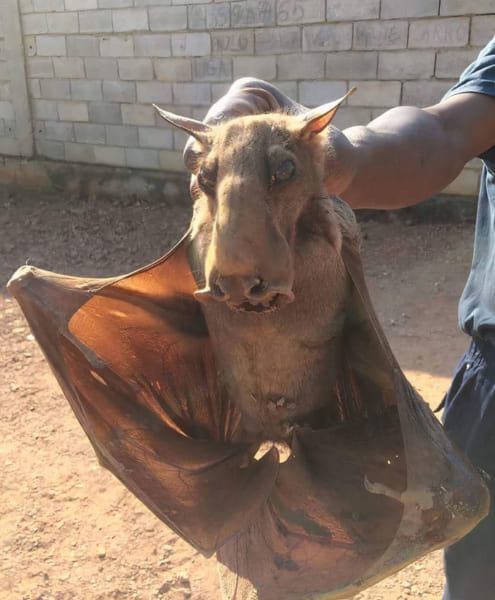 日本ではありえない巨大すぎる世界の動物10選