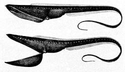世界でもっとも口が伸びる生き物は?