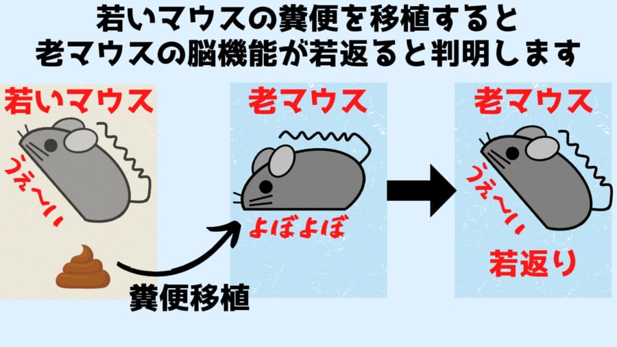 若いマウスの「うんち移植」で老いたマウスの脳が若返ると明らかに