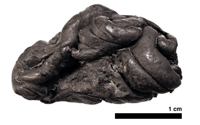 「チューイングガム」から5700年前の女性像の復元に成功