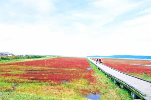 北海道の赤の絶景、能取湖 さんご草群落を見に行こう!