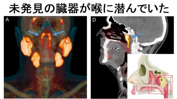 2.人間のノドから「未知の臓器」が発見される!全人類が隠し持っていた