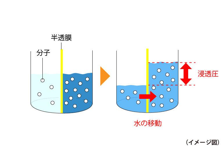 カタツムリが進化すると「ナメクジ」になる? 塩をかけると死んでしまう理由も解説