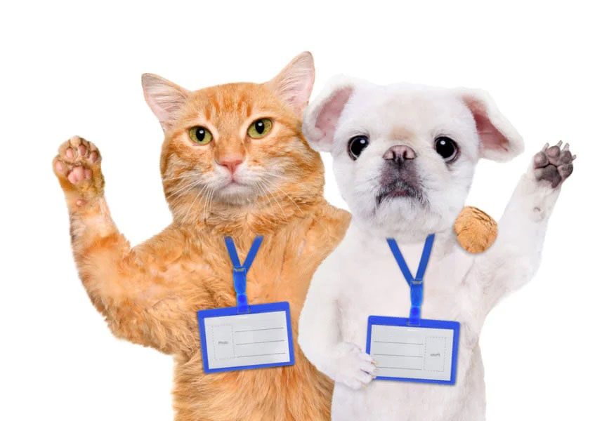ネコは「自分の名前」も「飼い主の声」も分かっていてあえて無視している